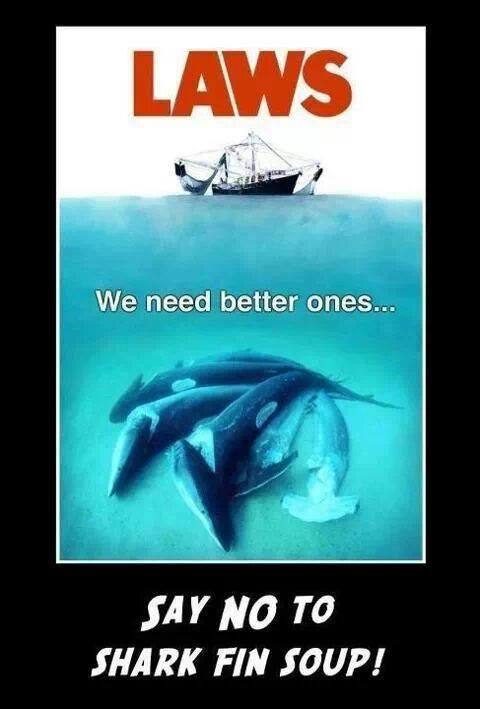 Day 224 2/4/14: 25% of Sharks & Rays Near Extinction